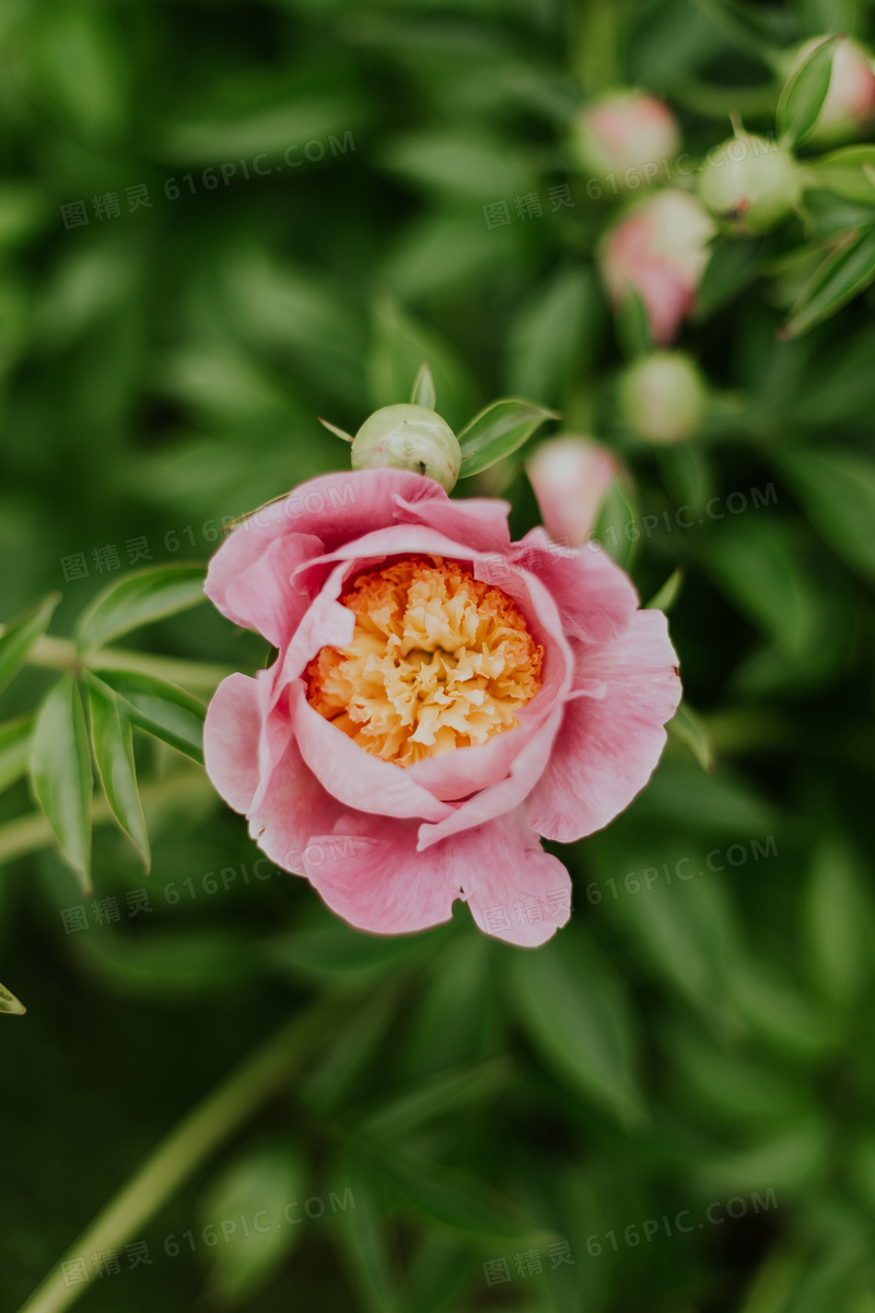 粉色芍药花图片