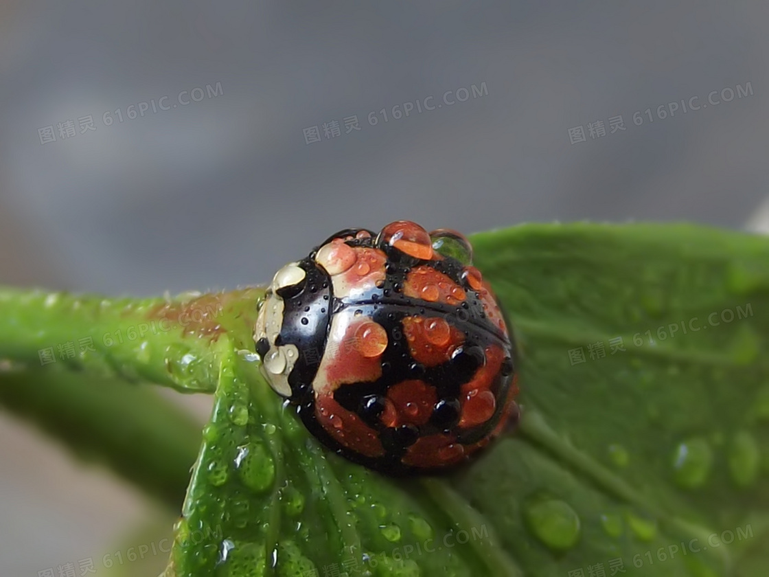 雨后小瓢虫图片