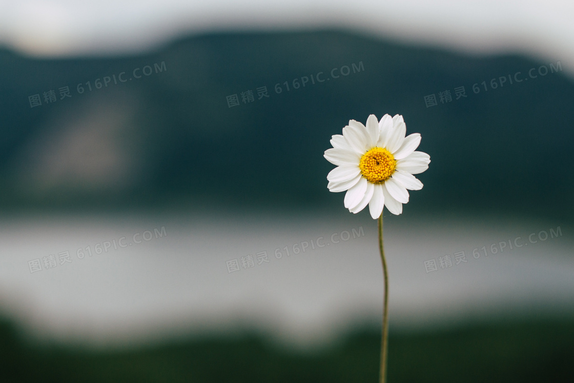 开出白色花的菊花特写摄影高清图片