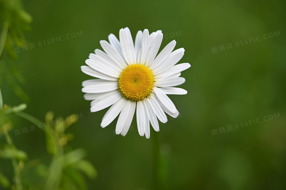 白色花瓣黄色花蕊菊花特写高清图片