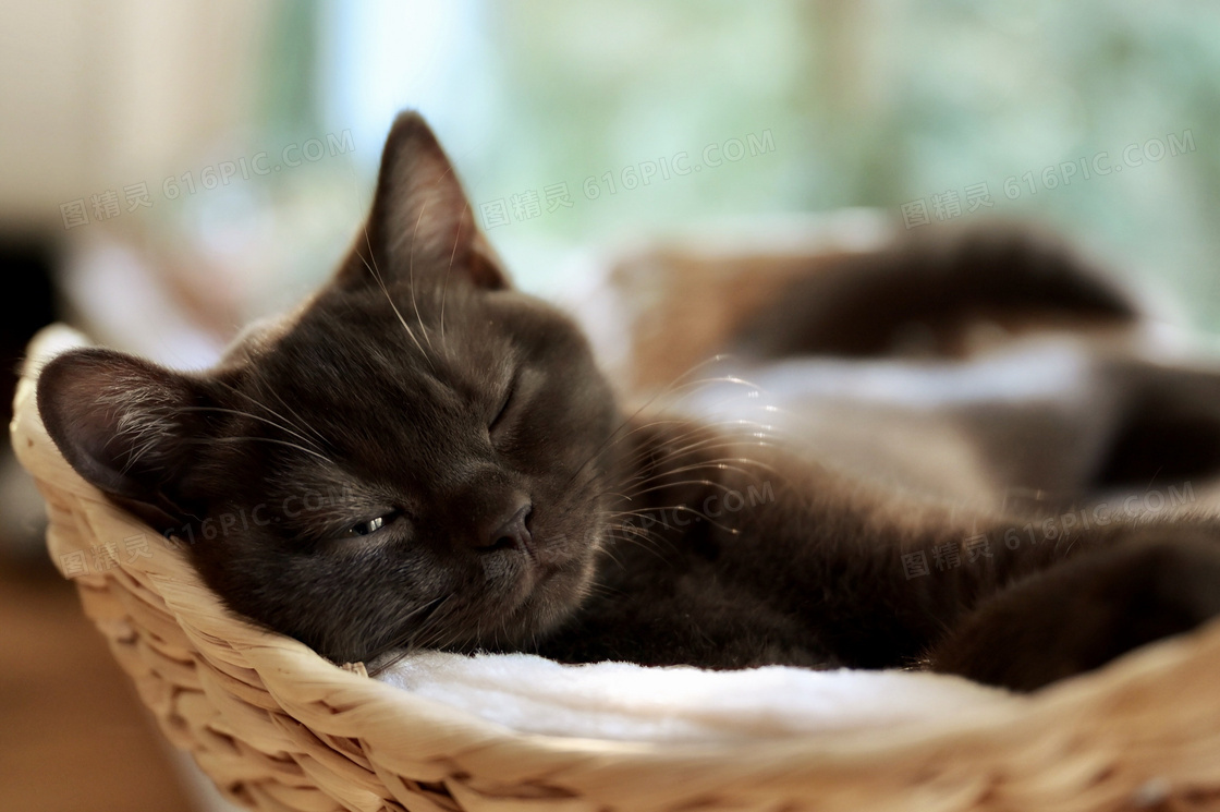 睁一只眼闭一只眼的宠物猫高清图片