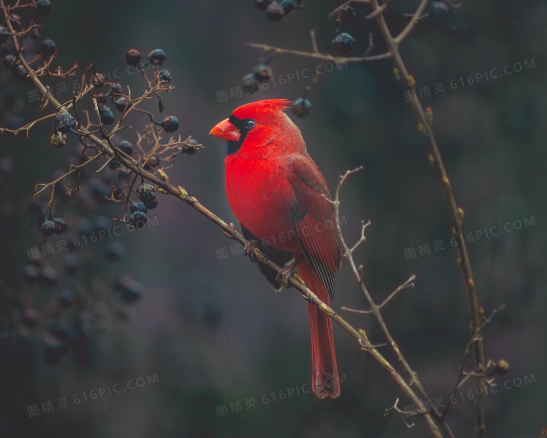 在树枝上的红衣主教雀摄影高清图片