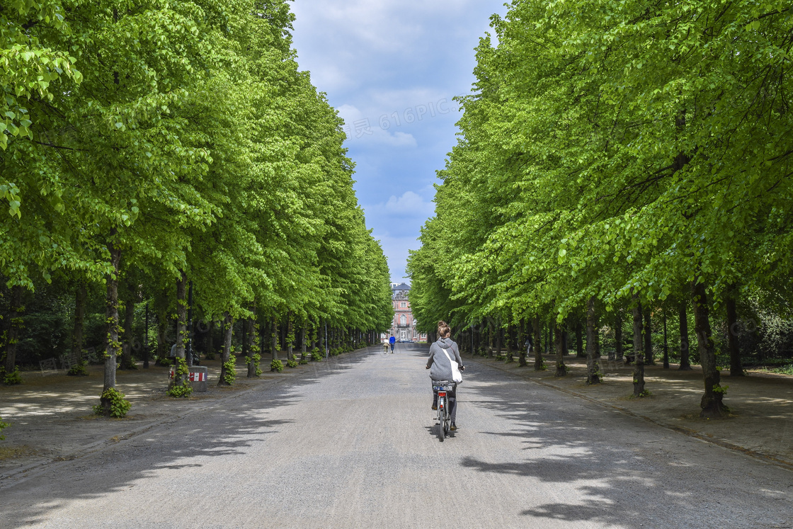 大学校园里的林荫道路摄影高清图片