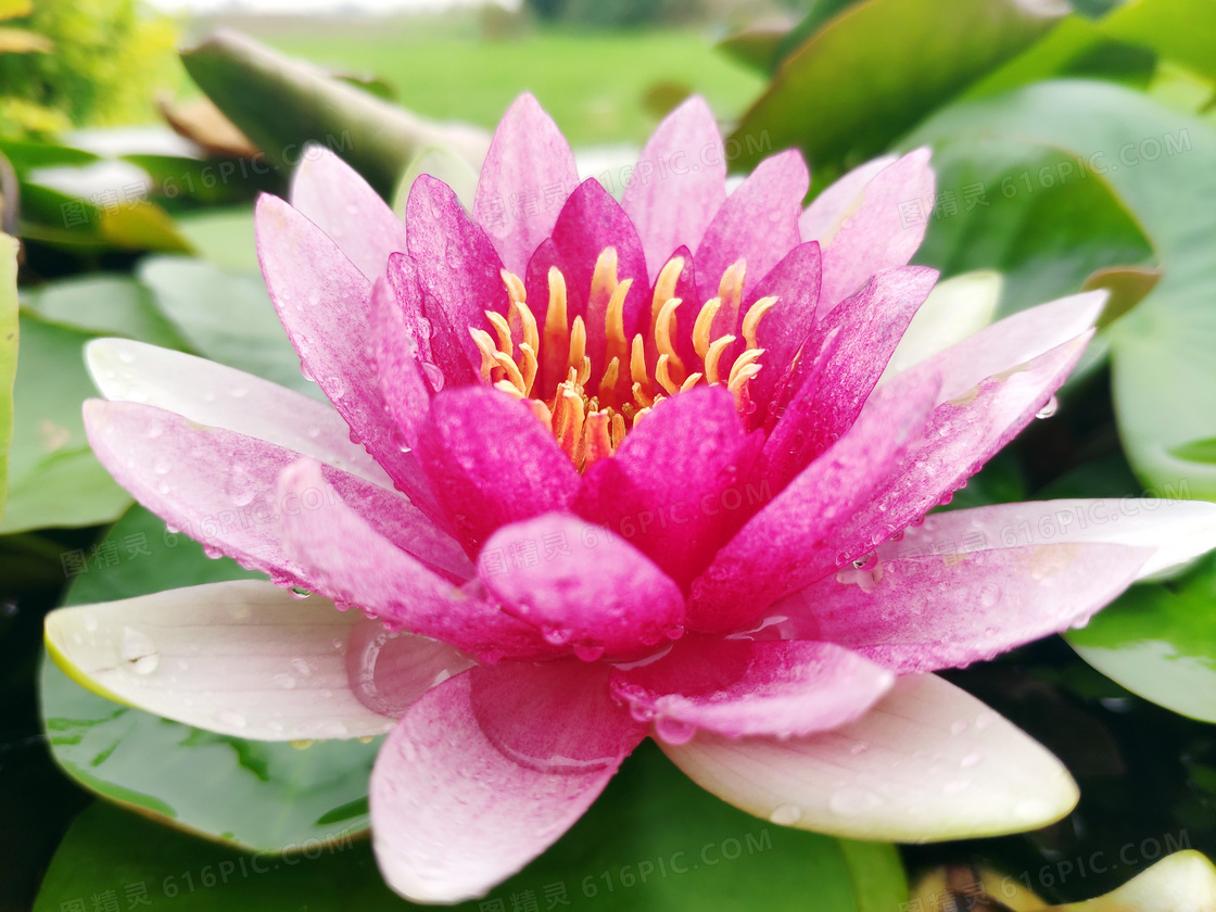 池塘中盛开的粉色莲花摄影jpg图片免费下载_编号1y2hngd8z_图精灵