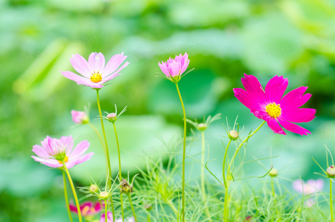 小清新风格的格桑花摄影图片