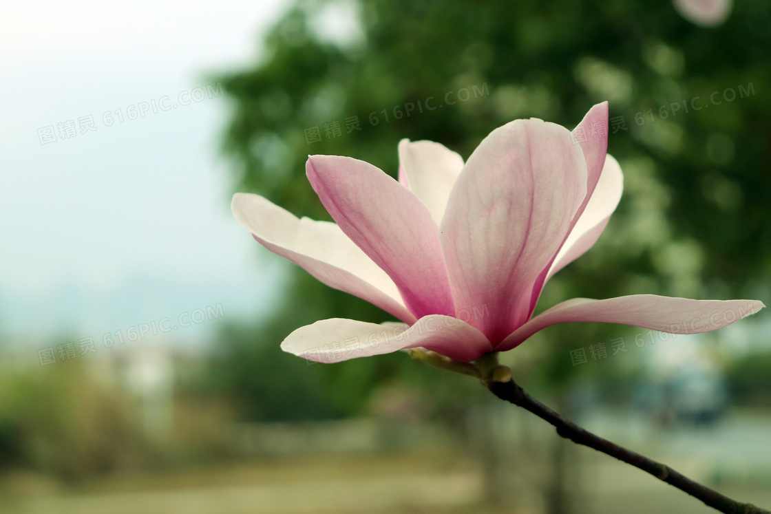枝头上盛开的粉红色玉兰花摄影图片