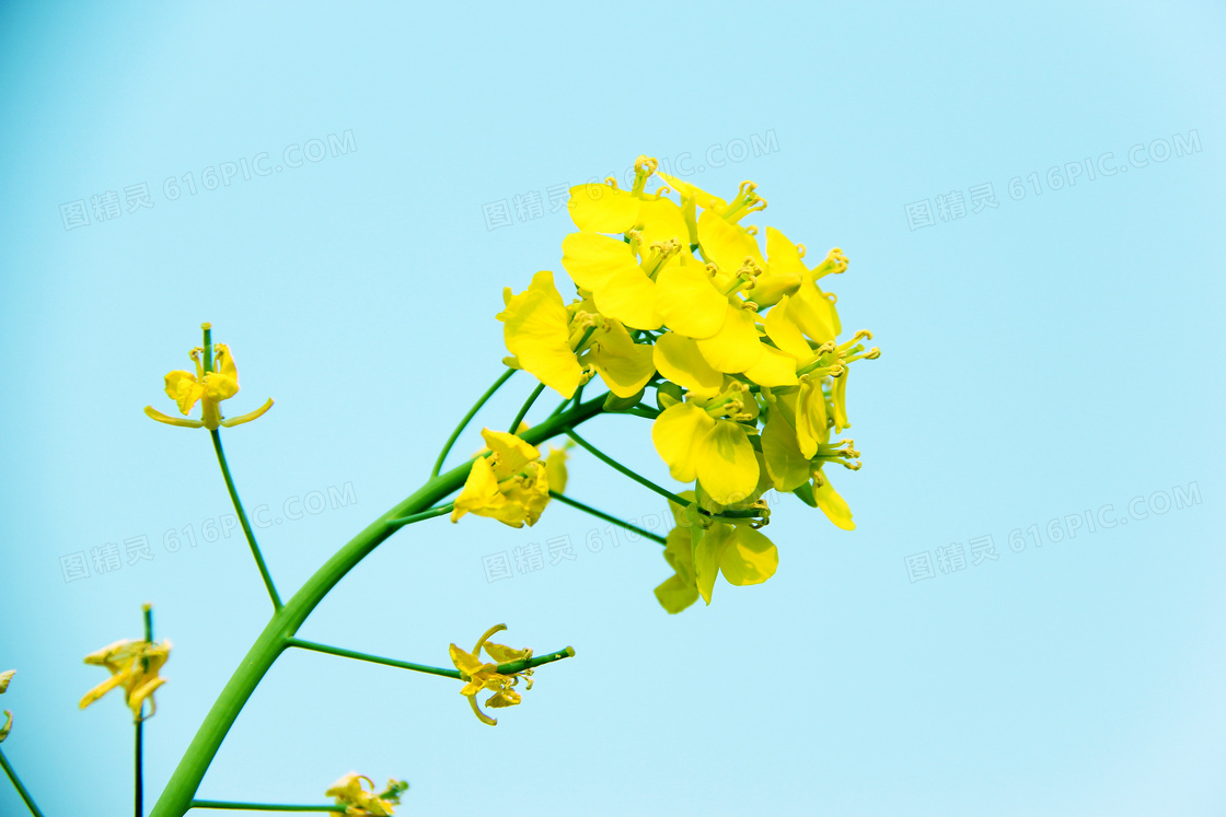 油菜花花枝近景摄影图片