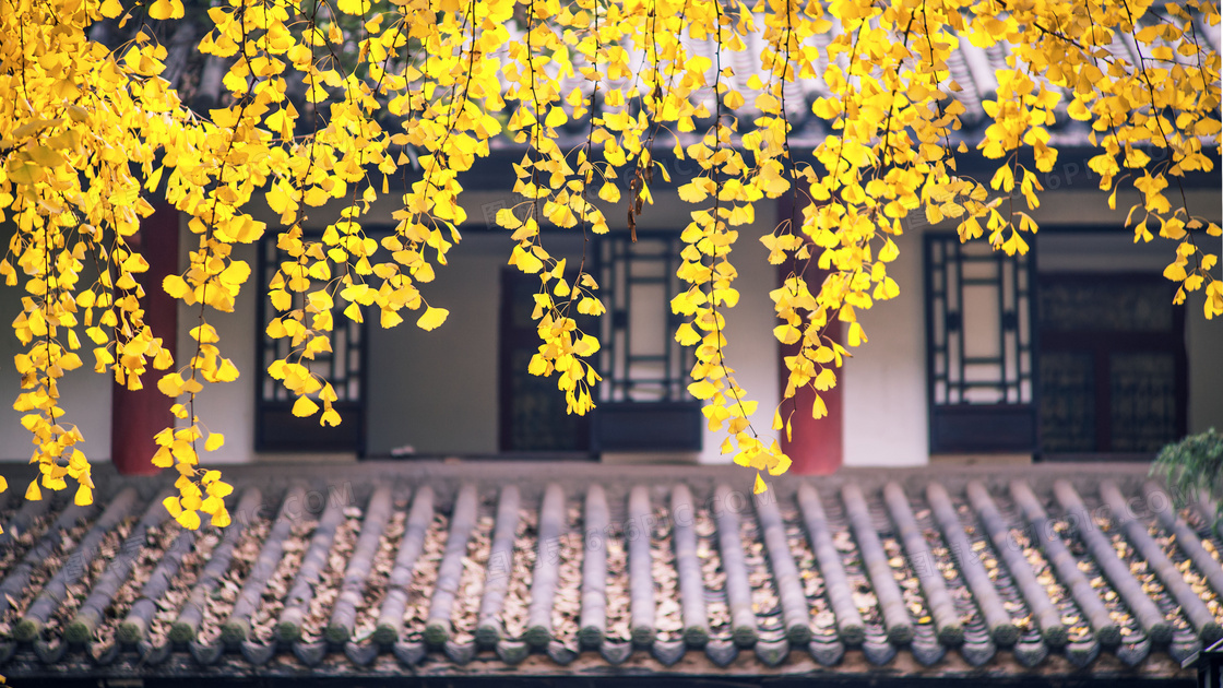 垂下来的黄色银杏叶子摄影高清图片