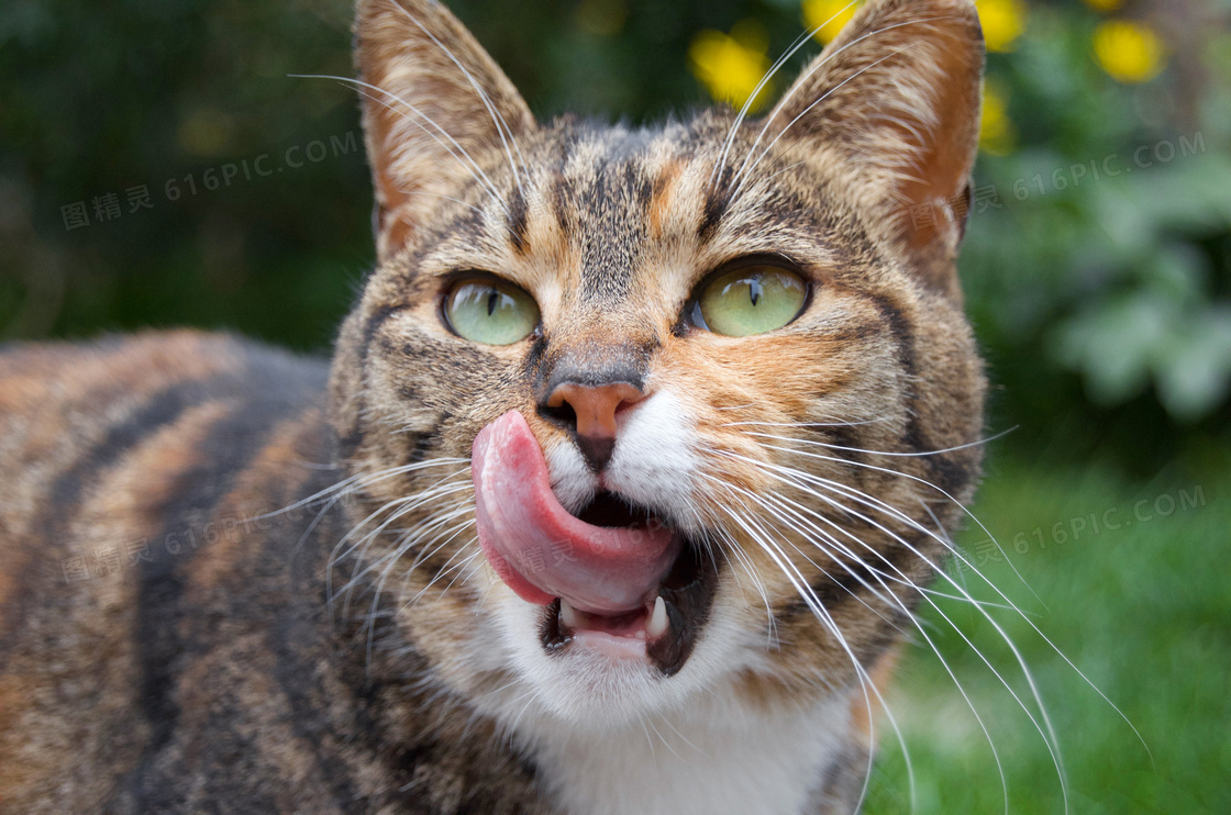 舔着嘴唇的小花猫特写摄影高清图片