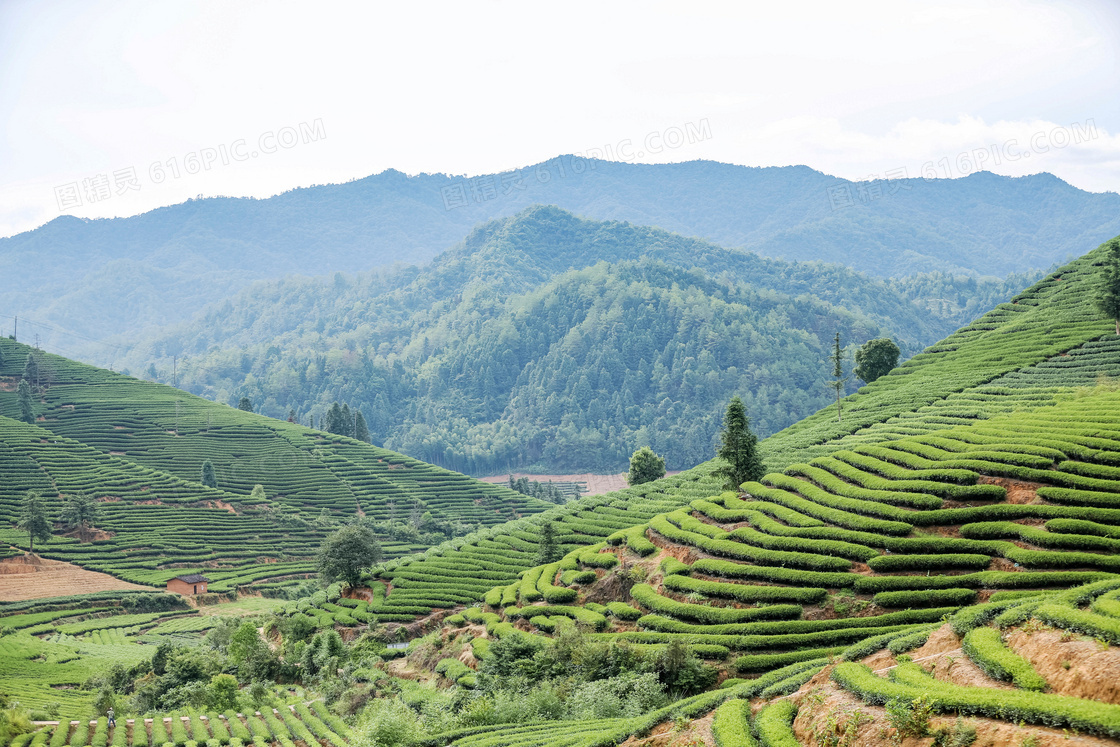 武夷山茶山风光美景摄影图片