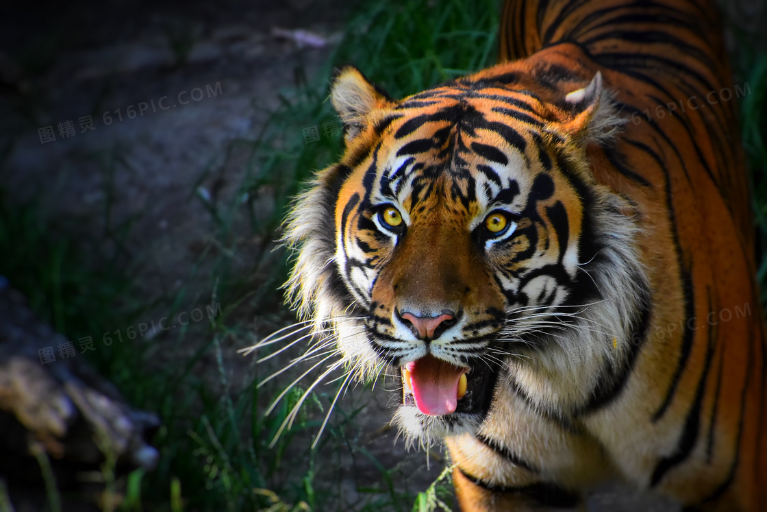 树林中的一只凶猛老虎摄影高清图片