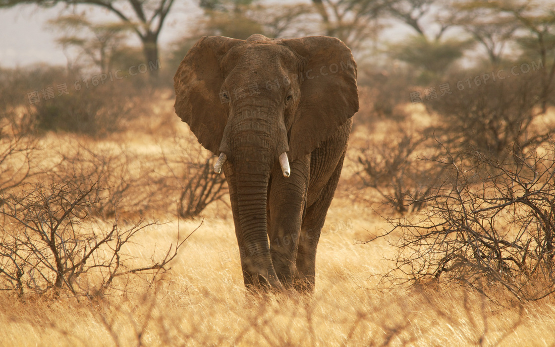 荒凉草原上的一头大象摄影高清图片