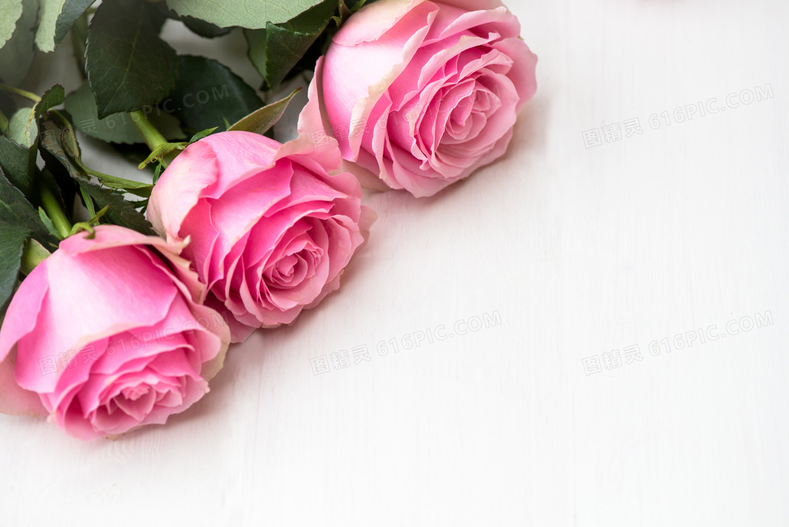 带叶子的三朵粉红玫瑰摄影高清图片