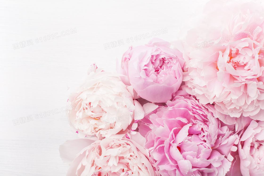 粉色的康乃馨花朵特写摄影高清图片