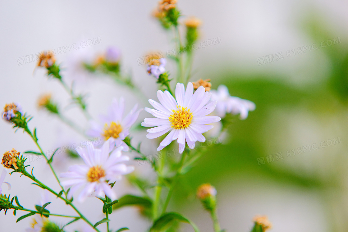 盛开的雏菊花朵和花枝摄影图片