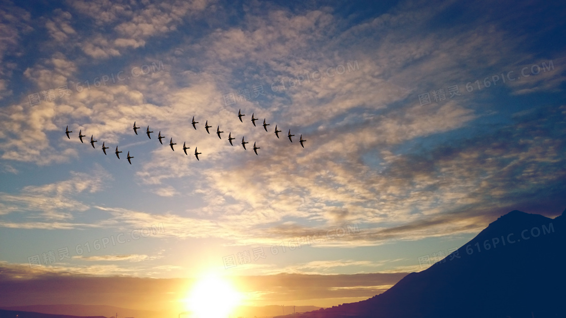 夕阳下在空中飞行的鸟群摄影图片
