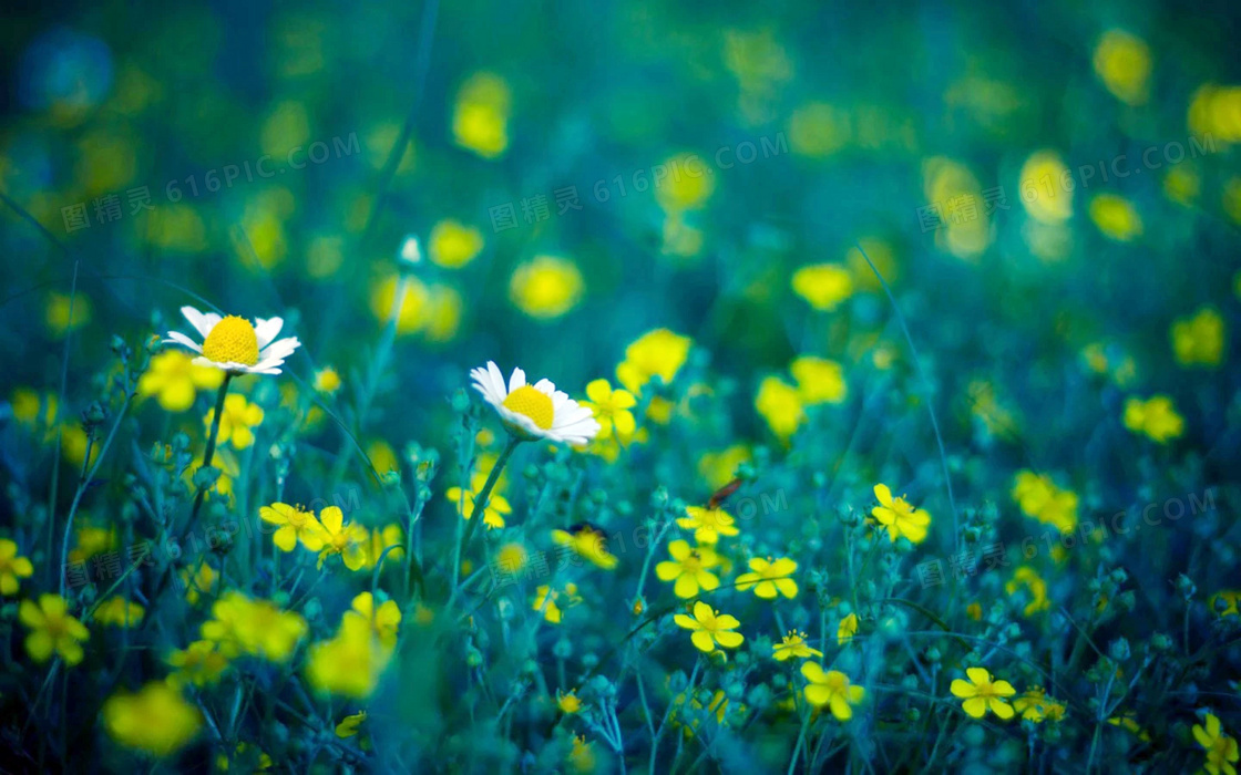 美丽的雏菊和小黄花高清摄影图片