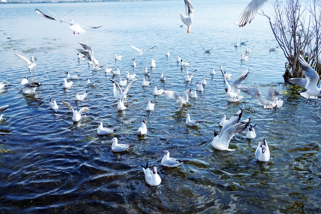 云南大理洱海上的海鸥摄影图片