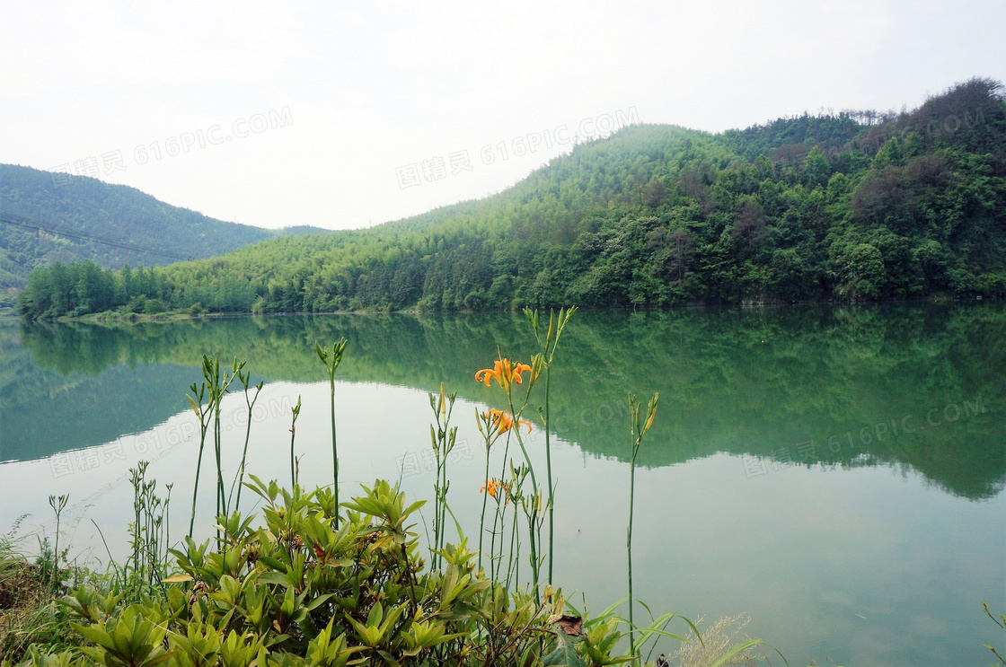 湖边美丽的黄花菜美景摄影图片