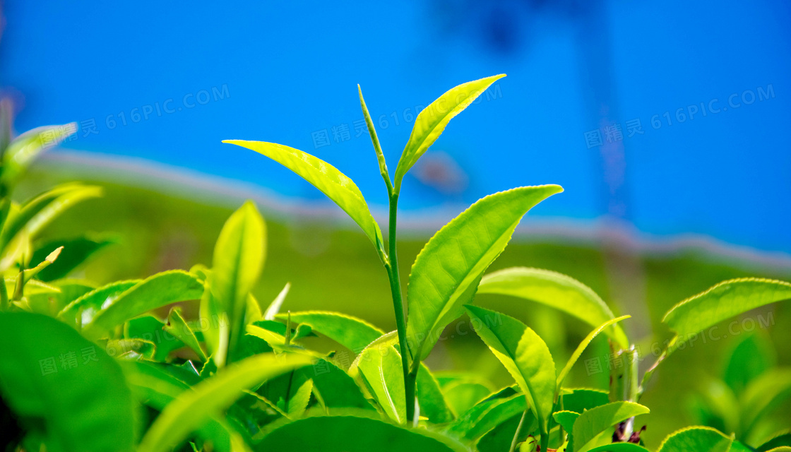 春季清新的绿叶幼苗摄影图片