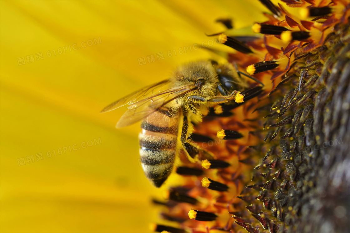 忙着采蜜的小蜜蜂特写摄影高清图片
