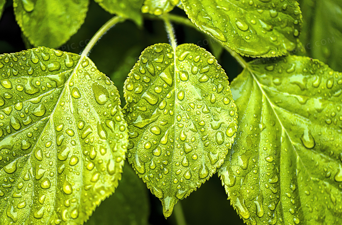 雨后绿叶植物近景特写摄影高清图片