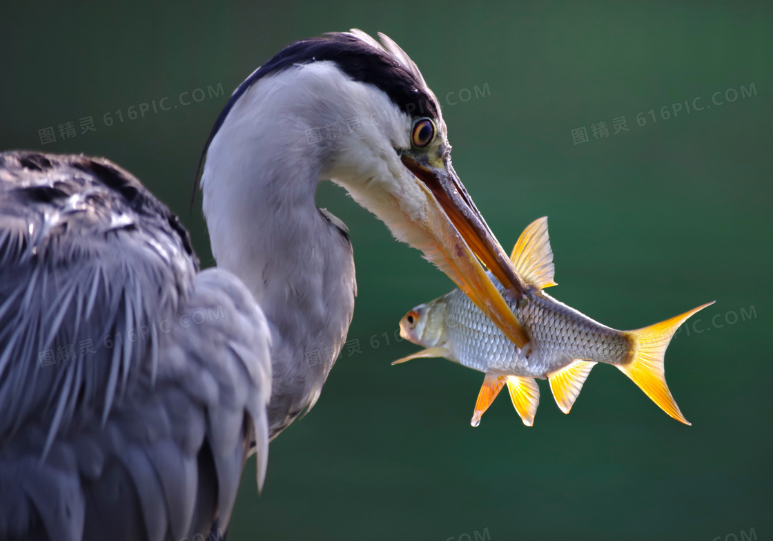 嘴里叼着一条小鱼的鸟摄影高清图片