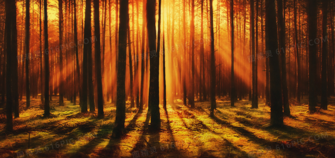 黄昏暖阳照耀下的树林摄影高清图片