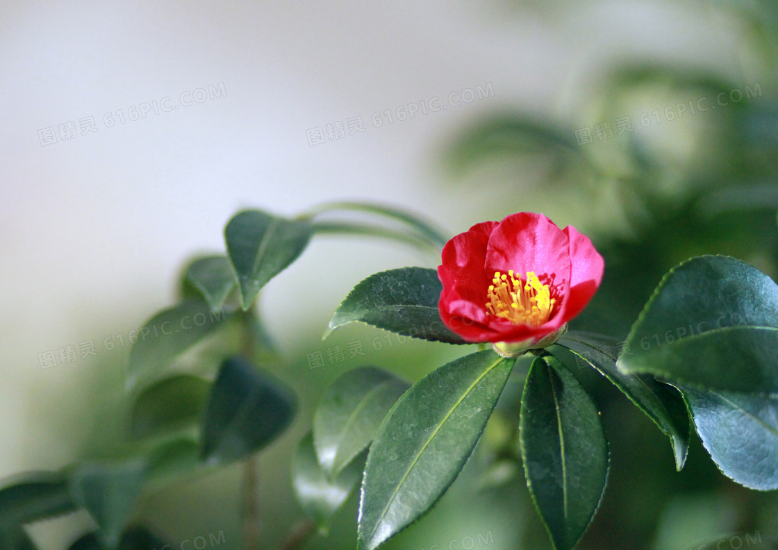 红色的山茶花特写摄影图片