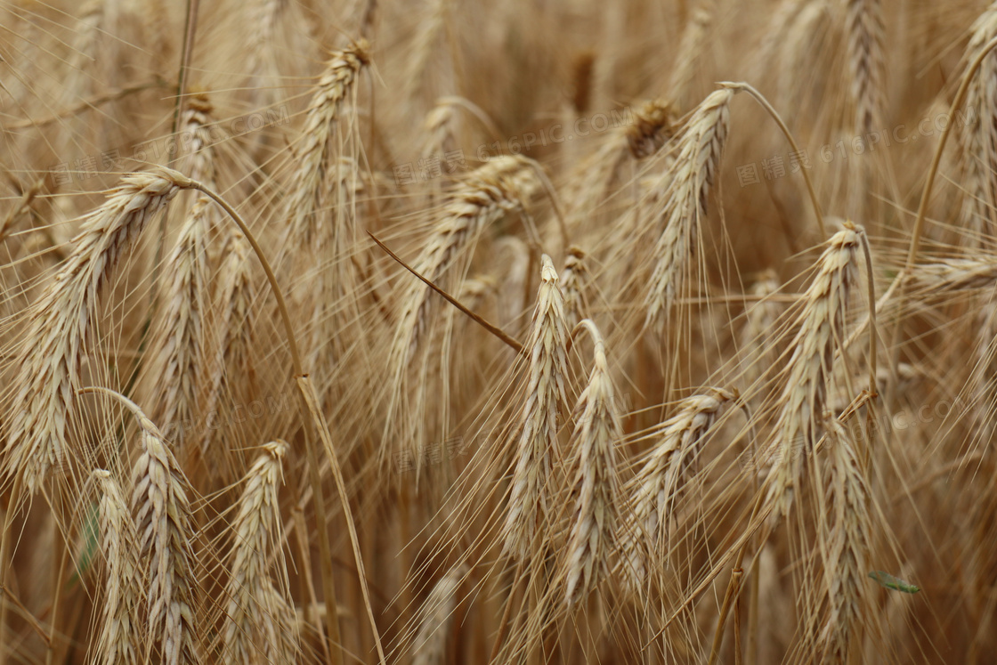 在农田里成熟的小麦穗摄影高清图片