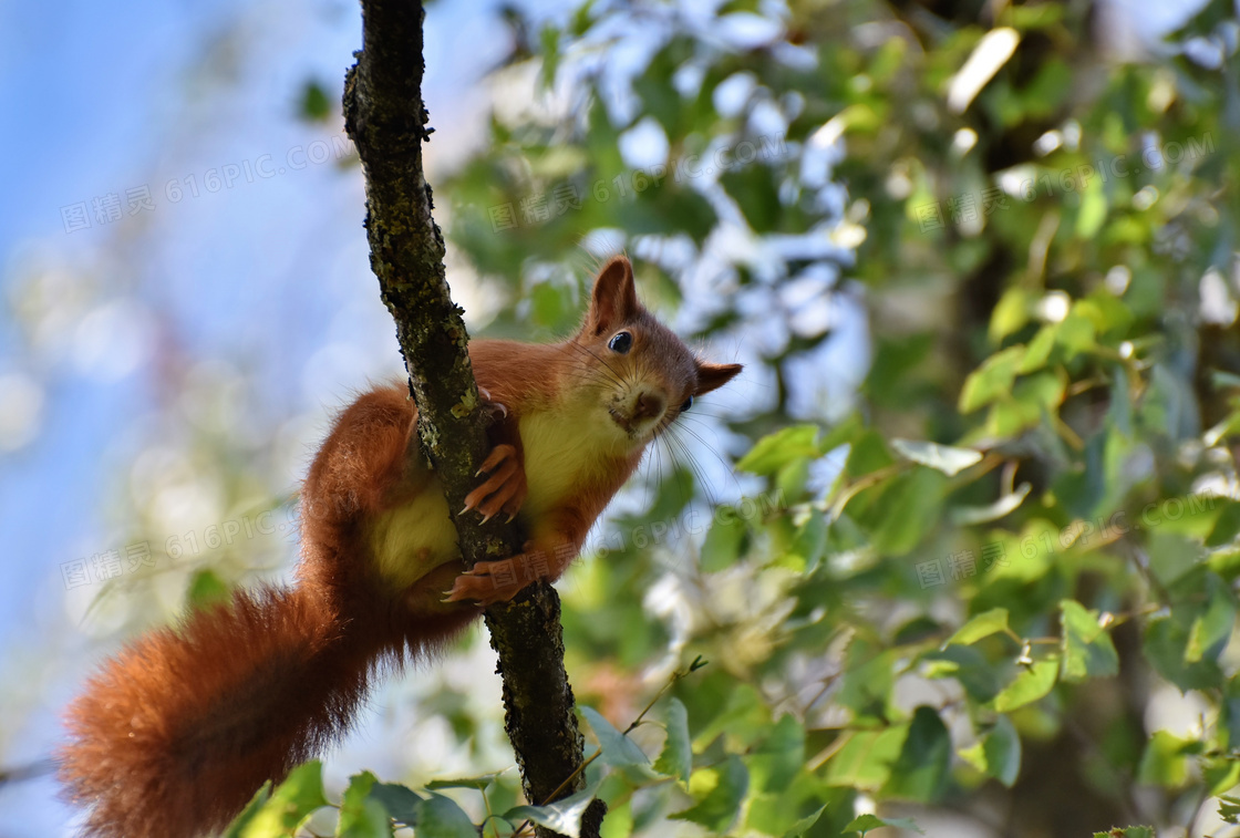 树上托着大尾巴的松鼠摄影高清图片
