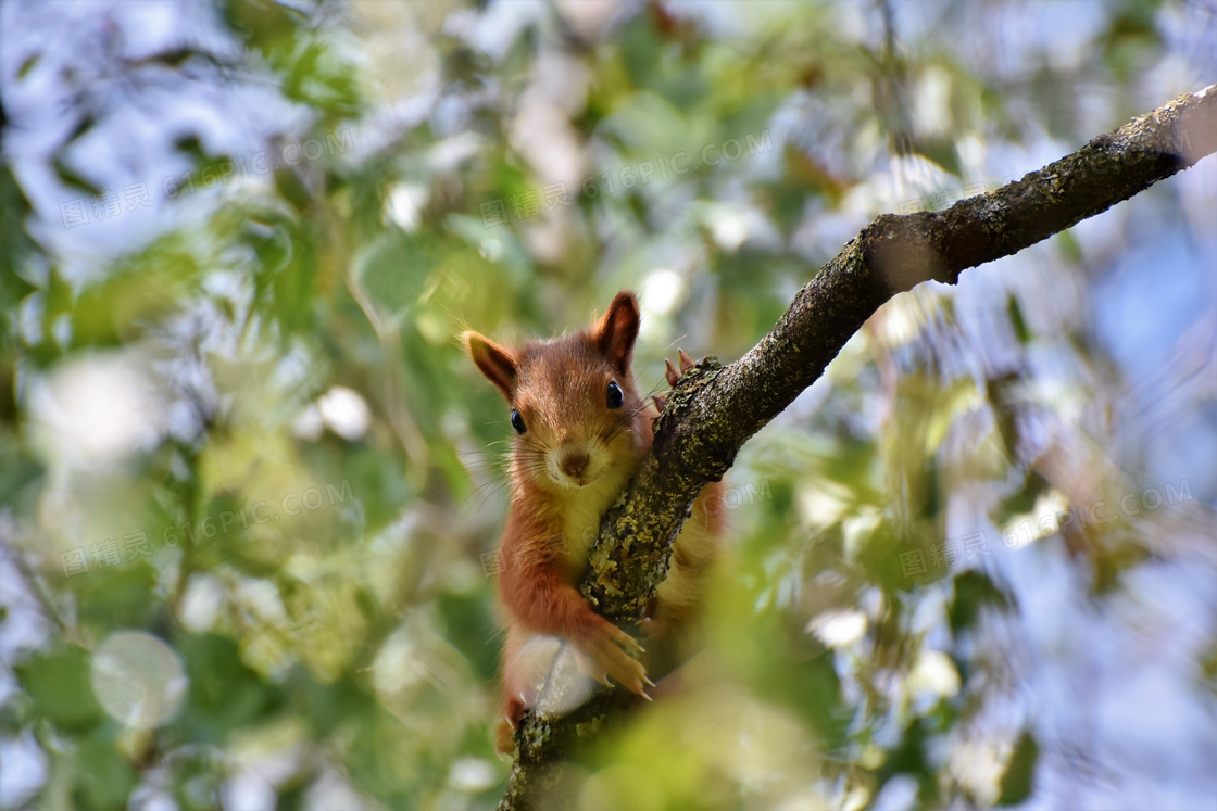 趴在树枝上的 松鼠特写摄影高清图片