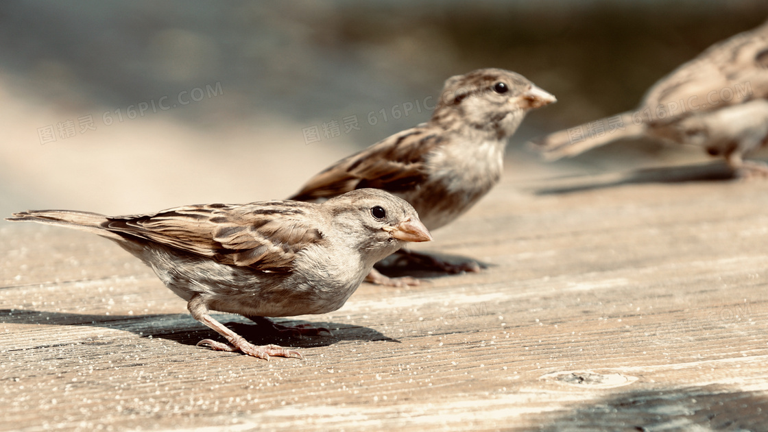 在木板上啄食的小麻雀摄影高清图片
