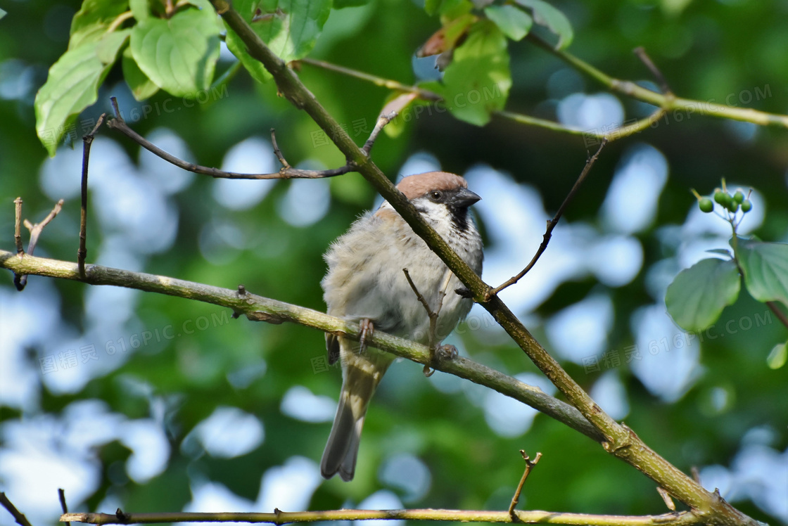 树枝上的麻雀小鸟特写摄影高清图片