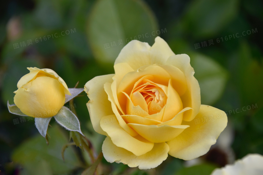 绽放的黄色玫瑰花特写摄影高清图片