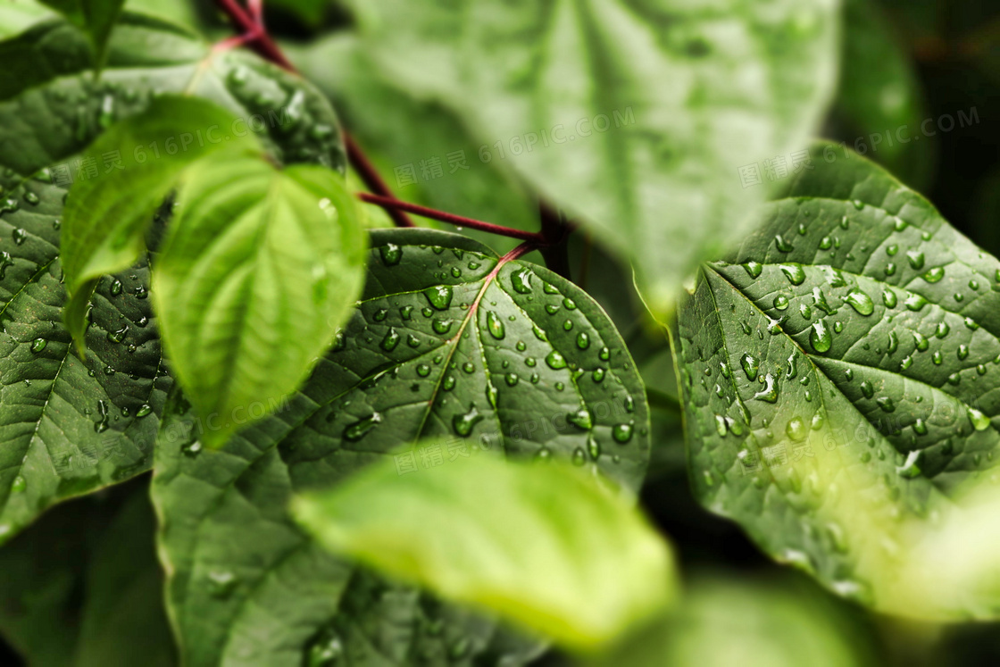 一场雨后绿叶近景特写摄影高清图片