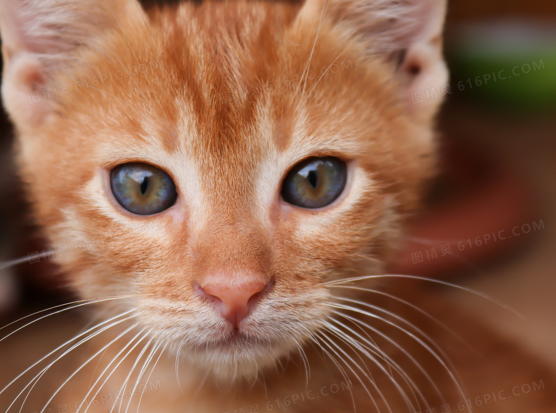 眼睛圆溜溜的可爱猫咪摄影高清图片