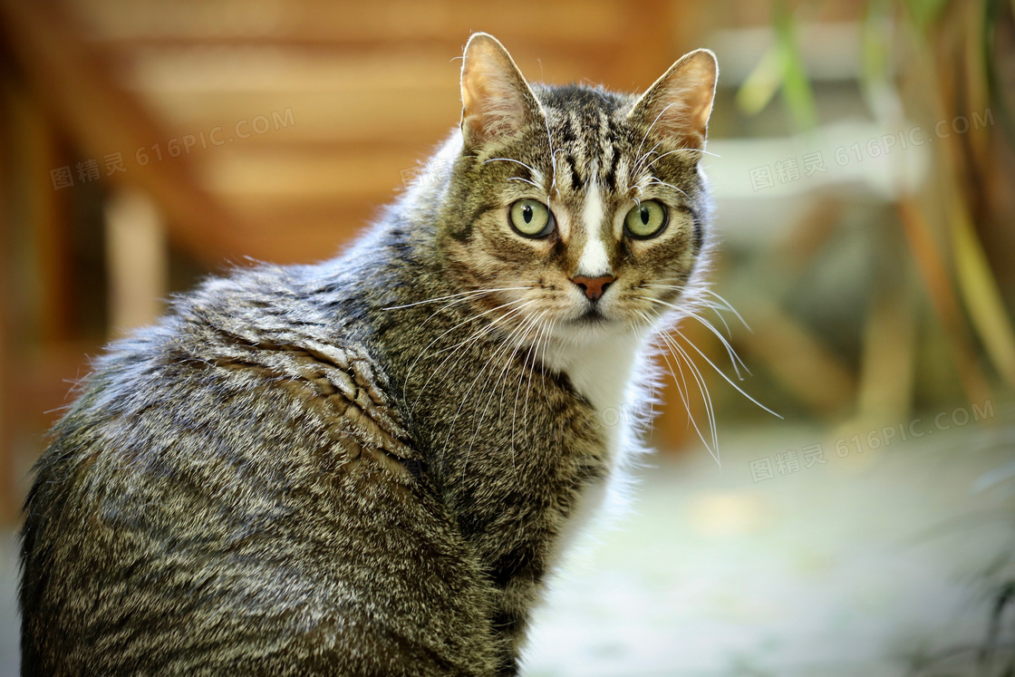 扭头看的可爱猫咪特写摄影高清图片