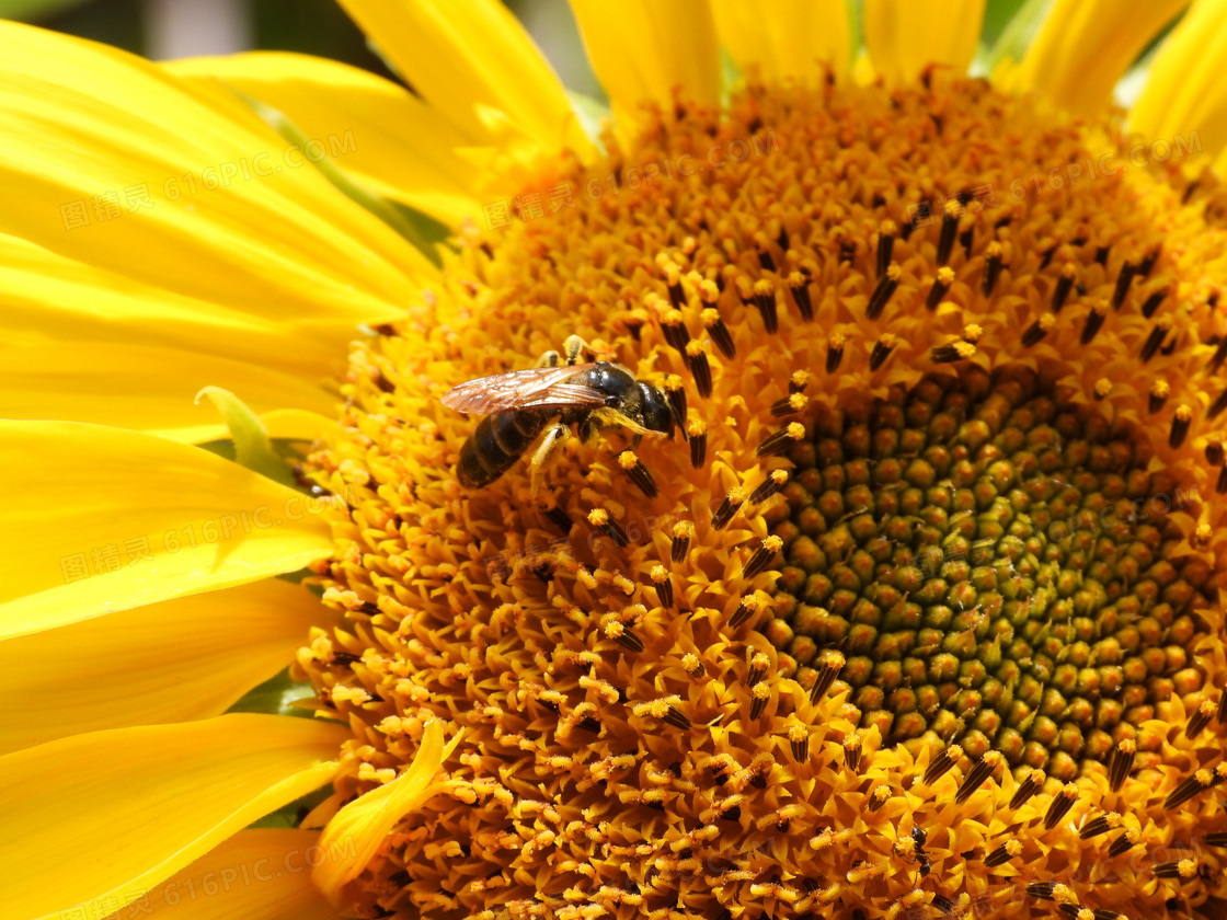 在辛勤采蜜的蜜蜂特写摄影高清图片