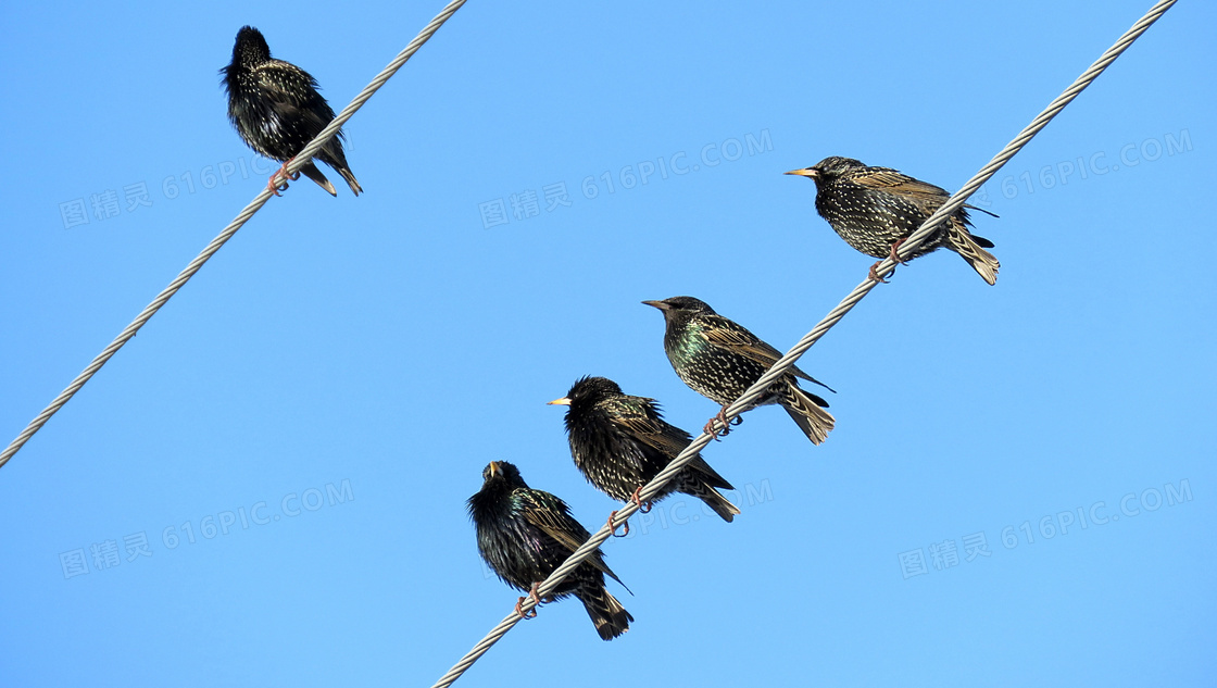 停在电线上的几只小鸟摄影高清图片