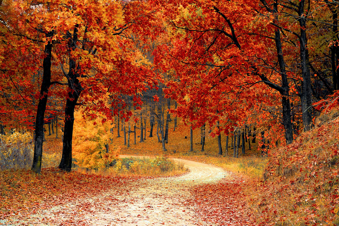 秋季公园里的枫树林摄影图片