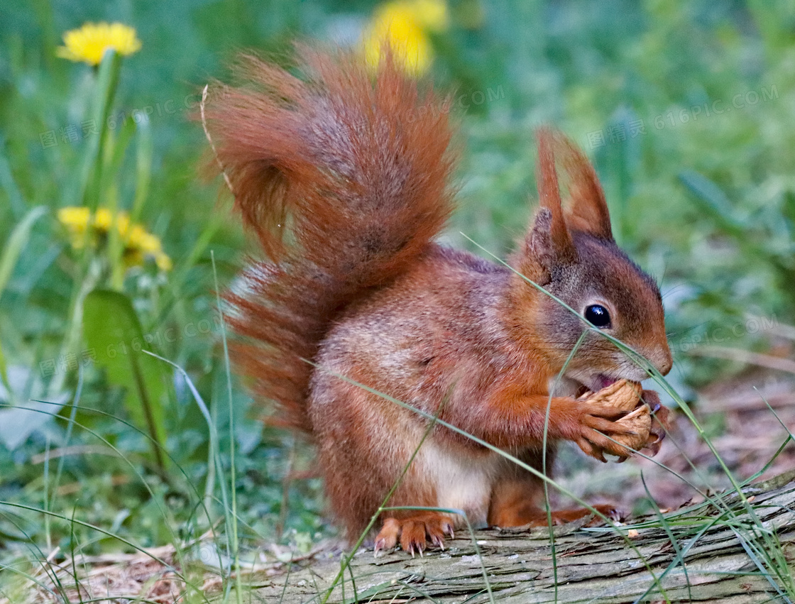 在啃食物的棕红色松鼠摄影高清图片