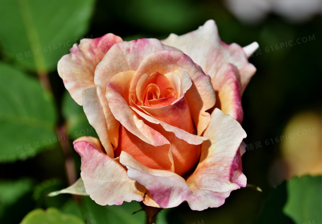 一朵盛开的玫瑰花特写摄影高清图片