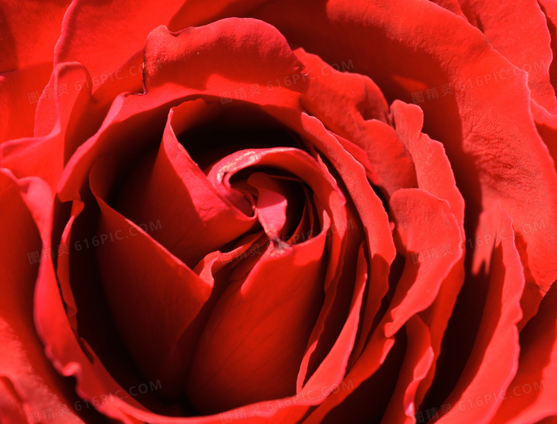鲜红色玫瑰花微距特写摄影高清图片