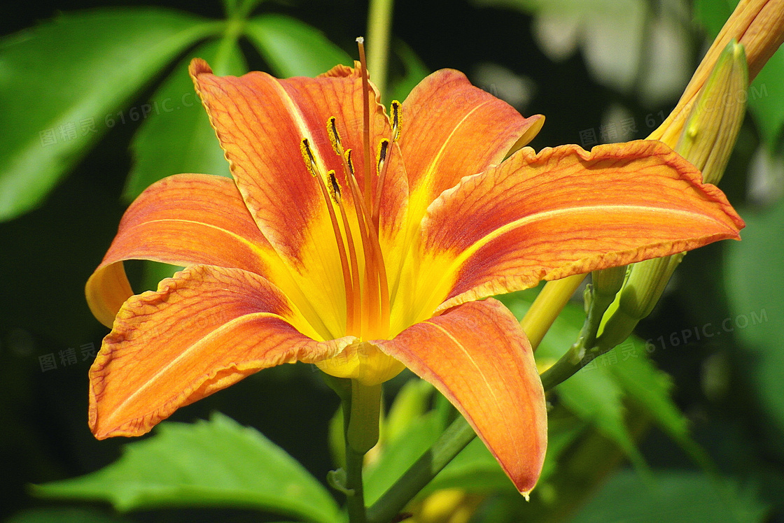 橙色的百合花植物特写摄影高清图片