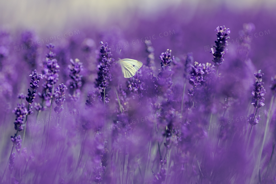梦幻薰衣草丛中的蝴蝶摄影高清图片
