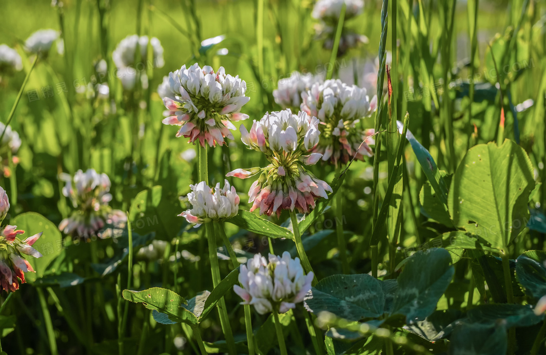 草丛中的白色鲜花植物摄影高清图片