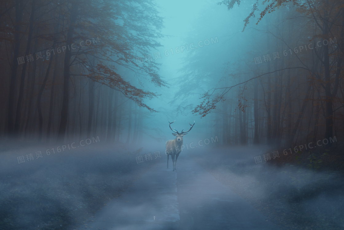 雾气林间公路上的驯鹿摄影高清图片