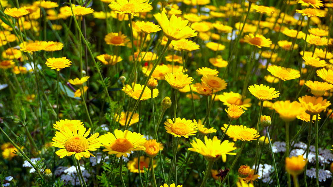 黄色的菊花丛盛开美景摄影高清图片