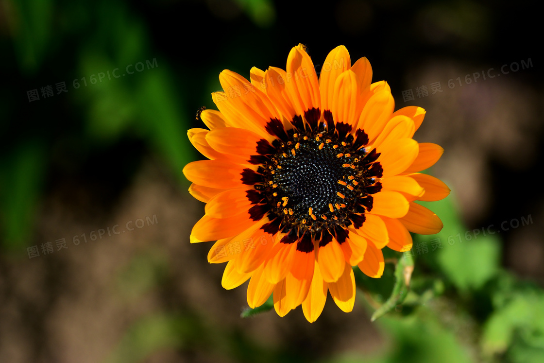 黑色花蕊鲜艳花朵特写摄影高清图片